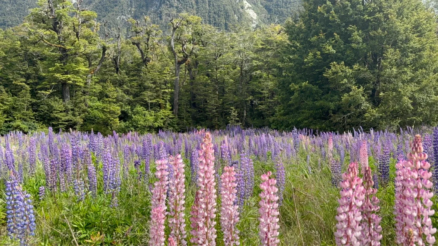 라벤더