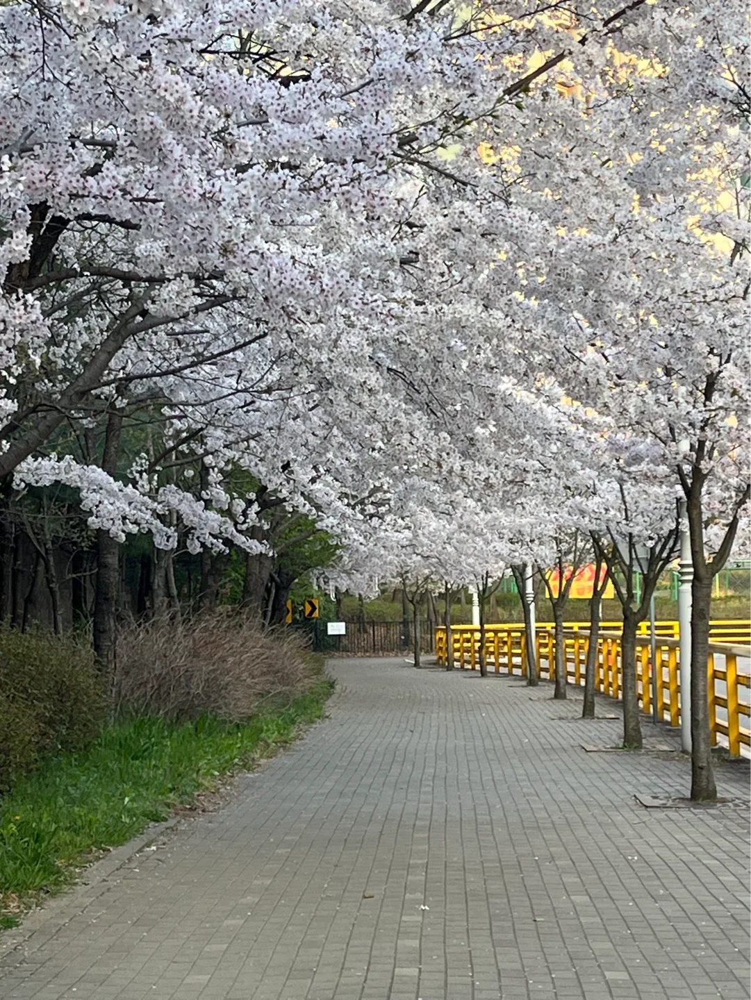 레아