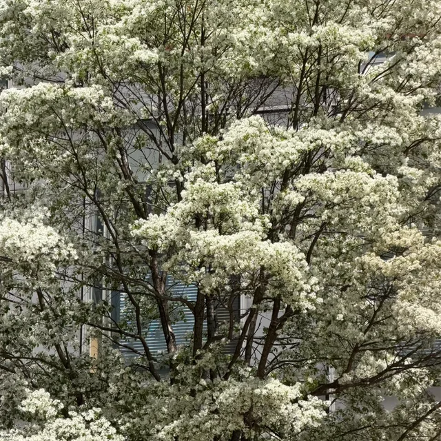 젤리뽀