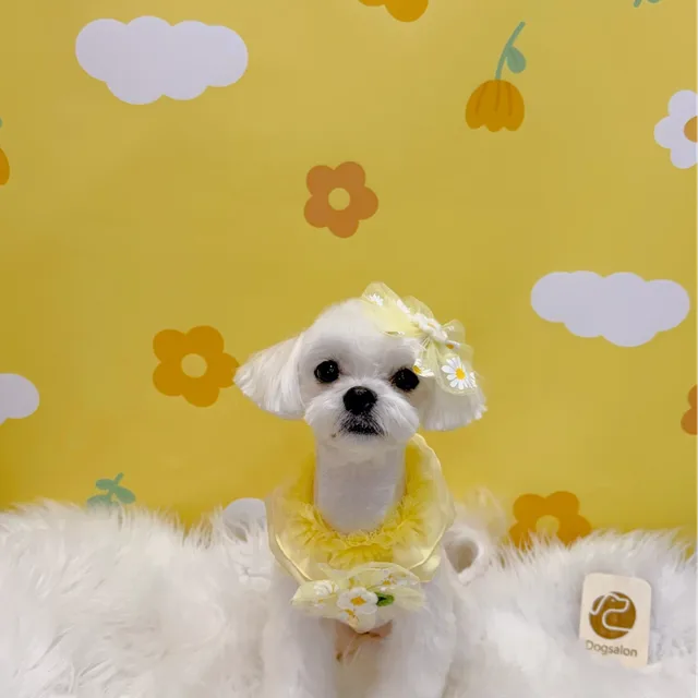 냥냥이