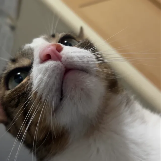 고앵이