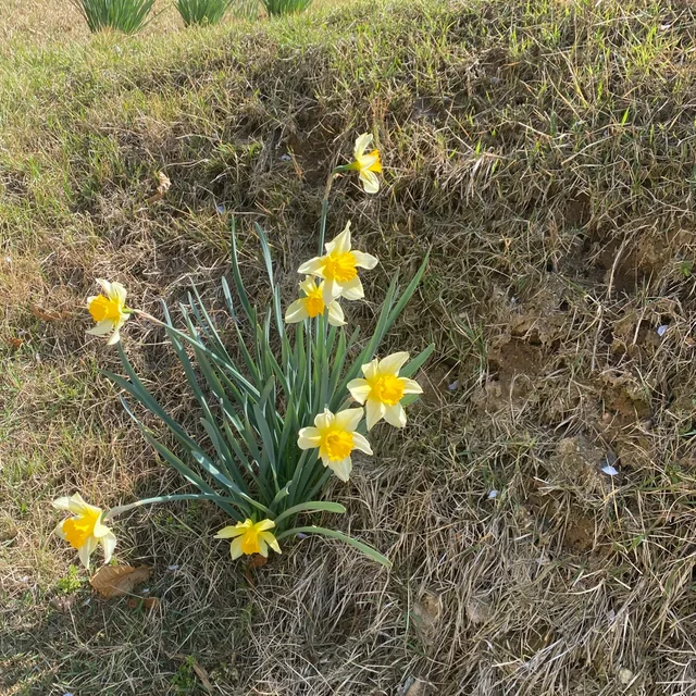 오아시스