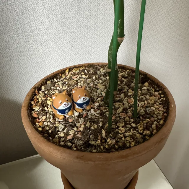 당근스무디