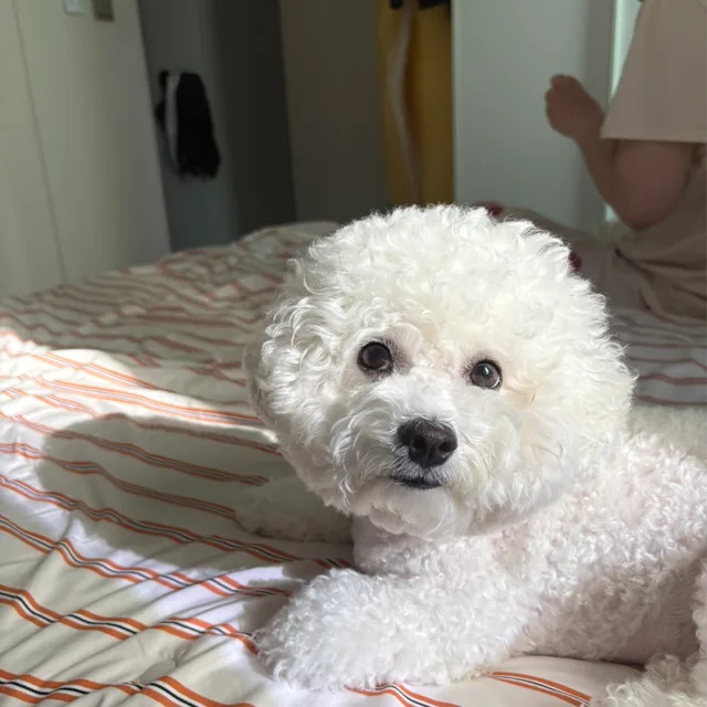 하고재비