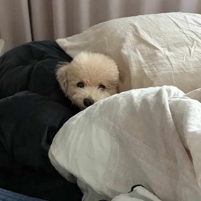 뽀빠이