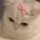 도키