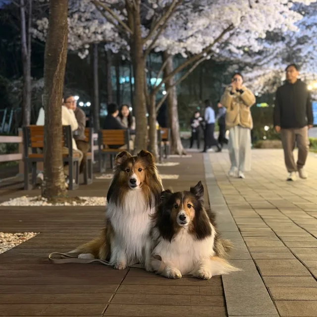 올리브