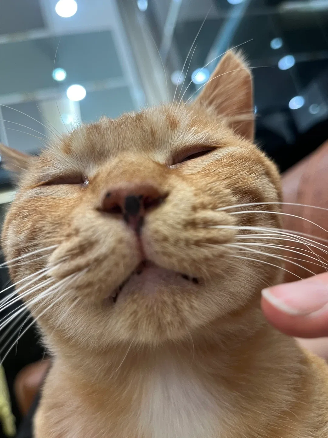 짹짹