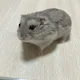 진짜바보