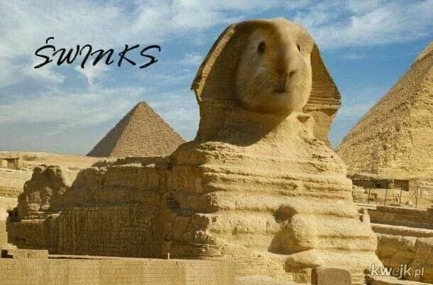 바니바니당근당근