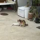 인이