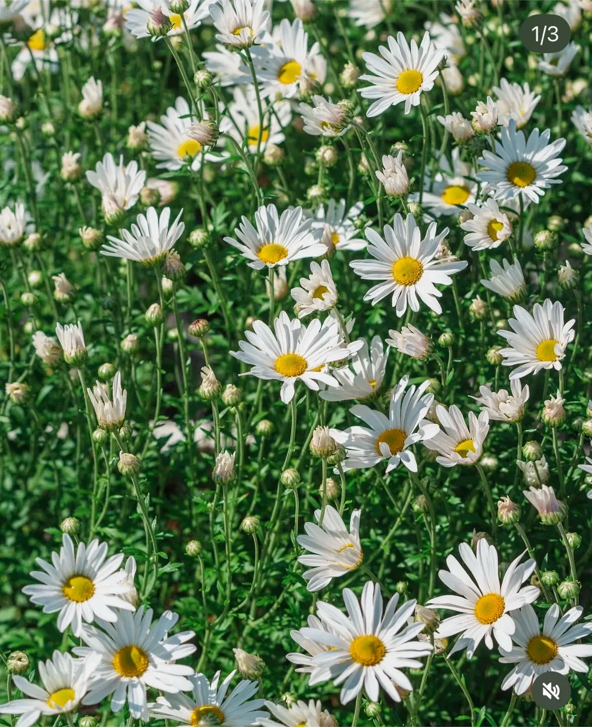 daisy