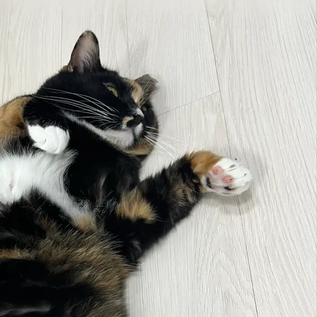 킹초코
