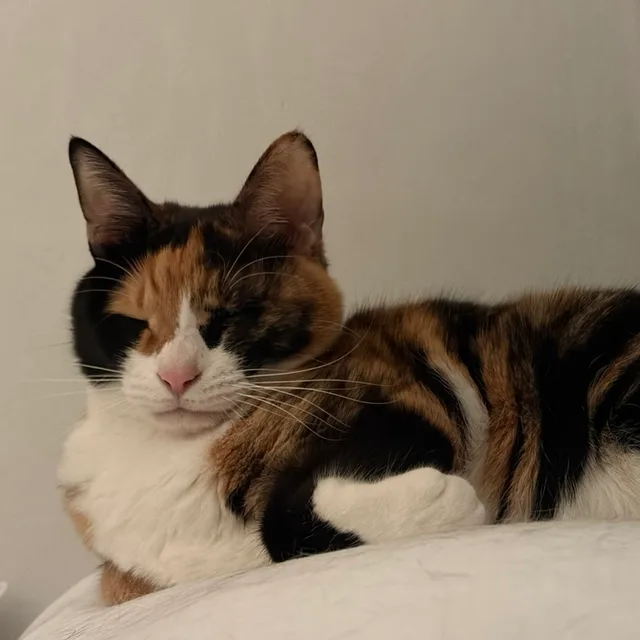 profile