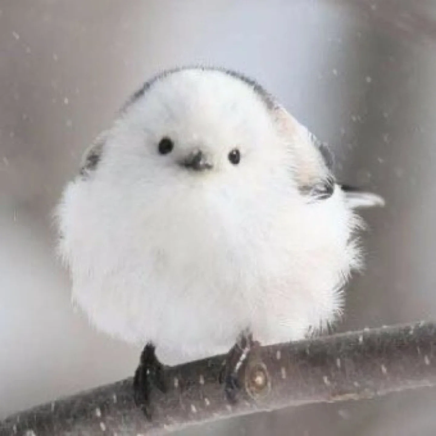병아리