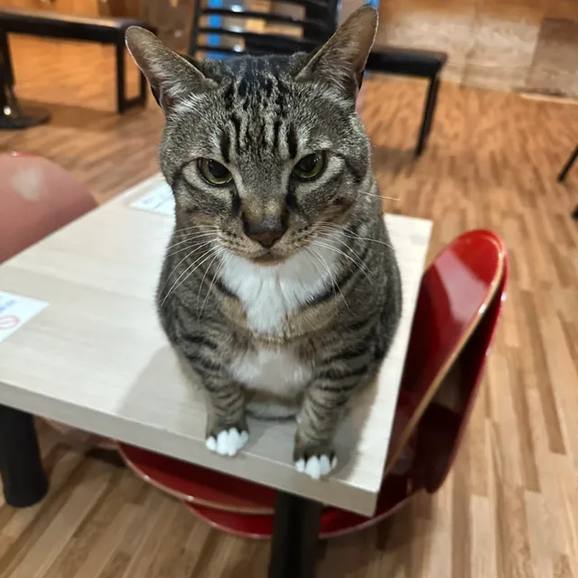 안냐새요