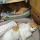 썽개미