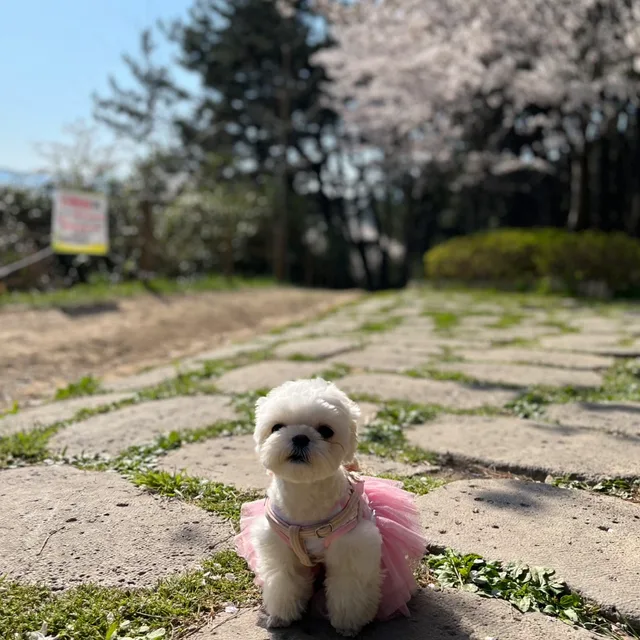 만두공주