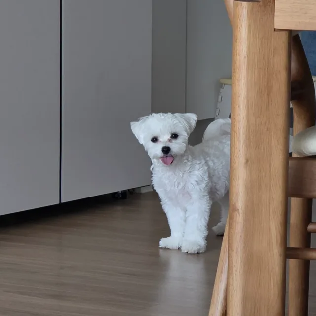 언더더씨