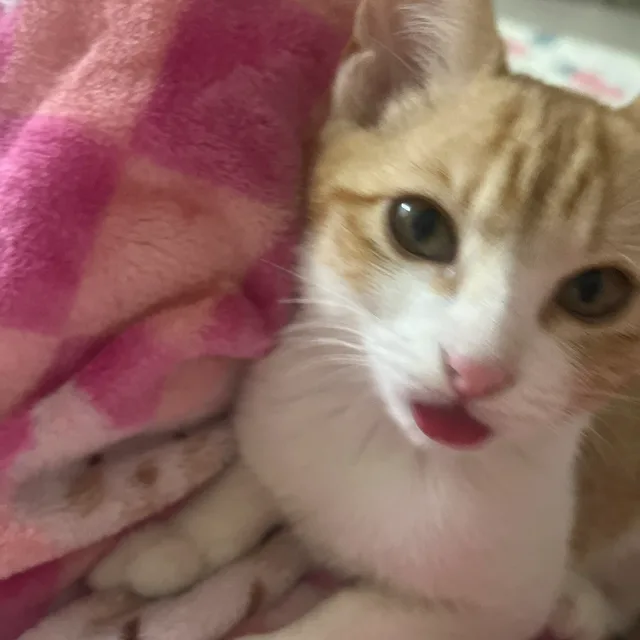 청아