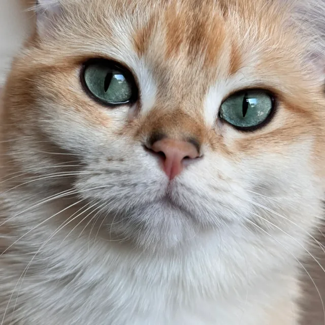 퐁퐁이