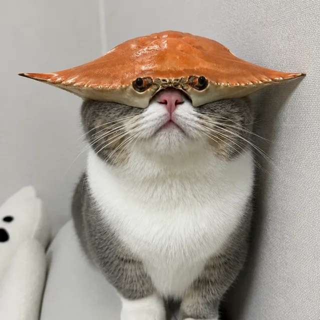 게냥이
