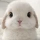 뮤뮤