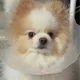행복강아디