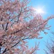 생선시절