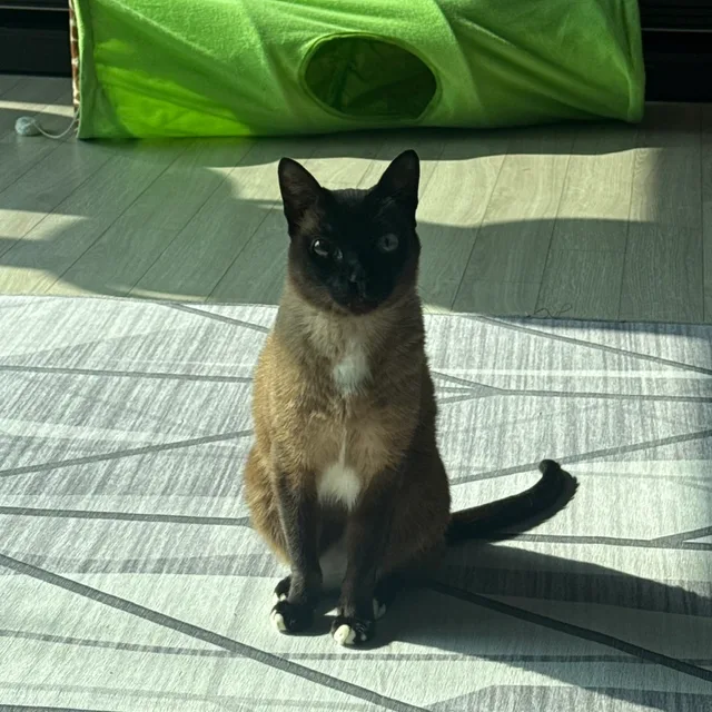 냐옹