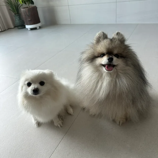 호두앵두