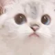 고양아멍멍해봐