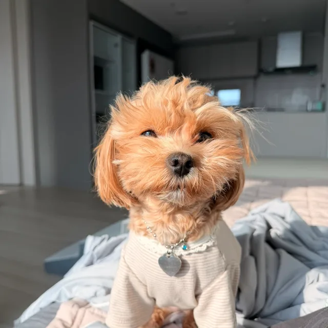 하나맘