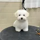 꼬똥