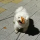 평아리