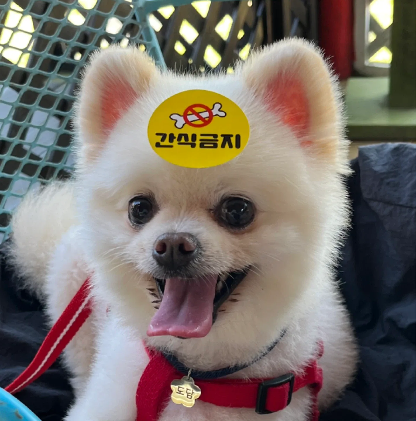 간식금지멍멍이