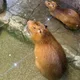 동탄좋아