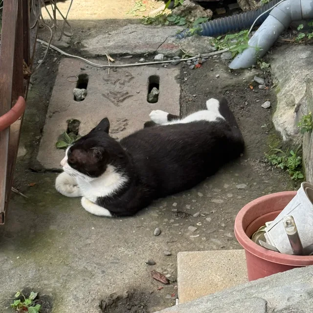 비대면