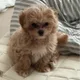 몽구