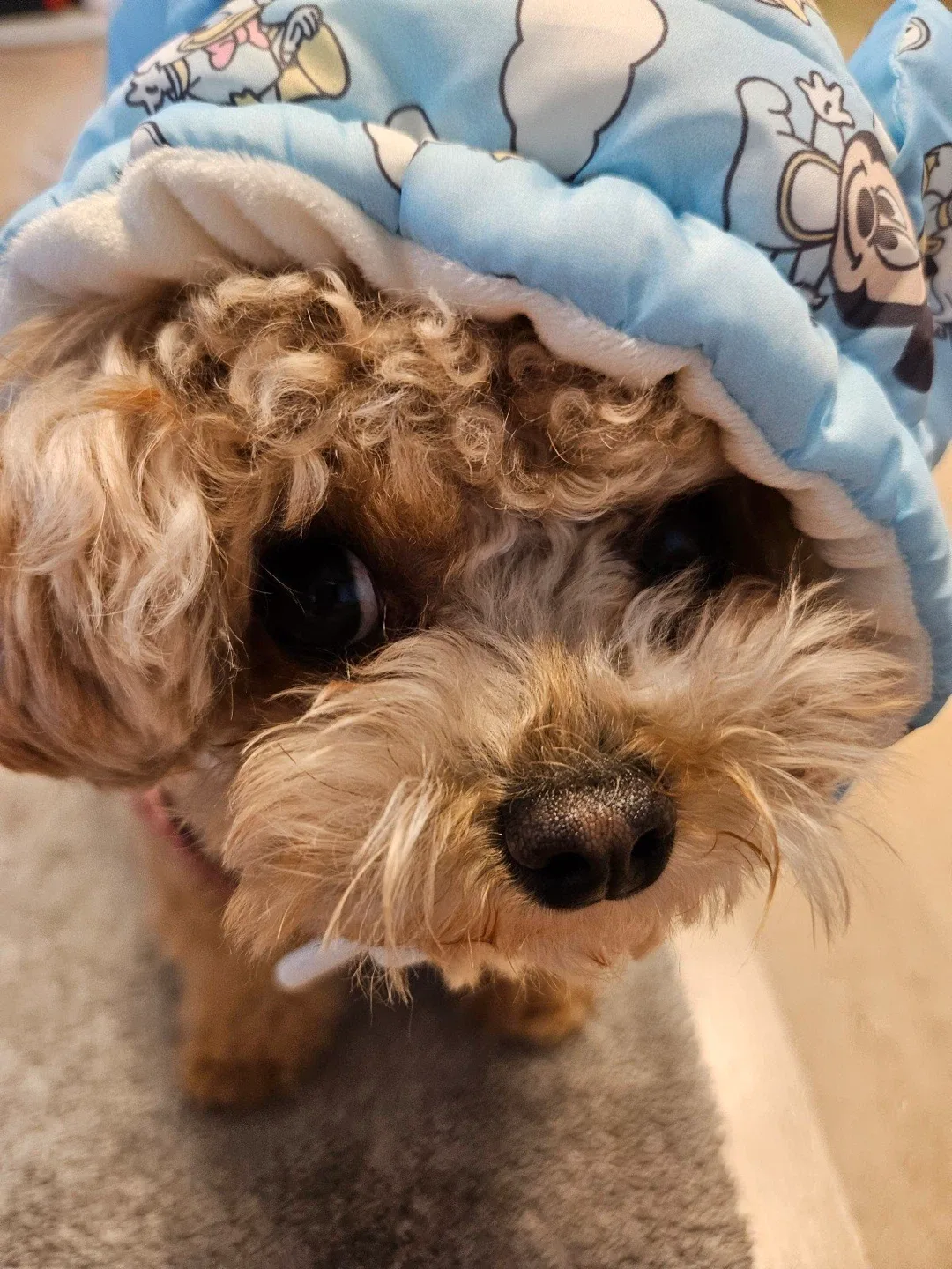 박꾸미