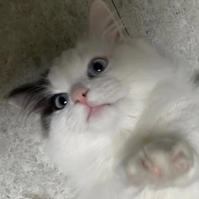 은콩