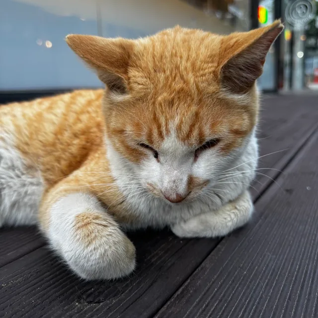 꽁쥐