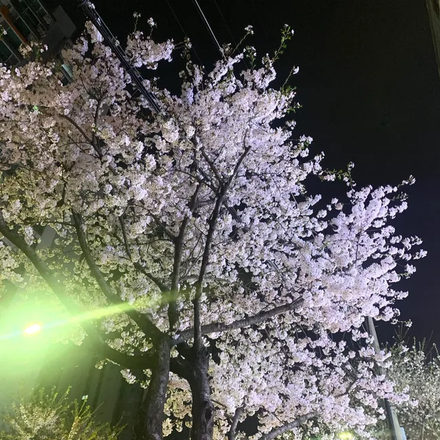 니니