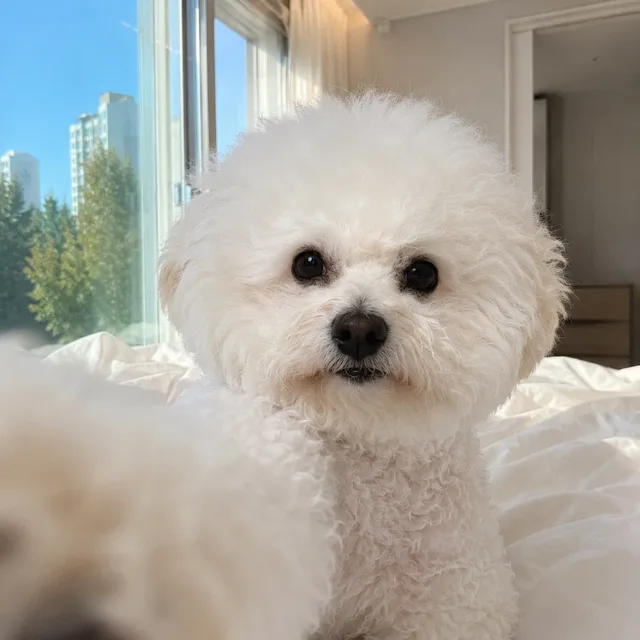 고구마