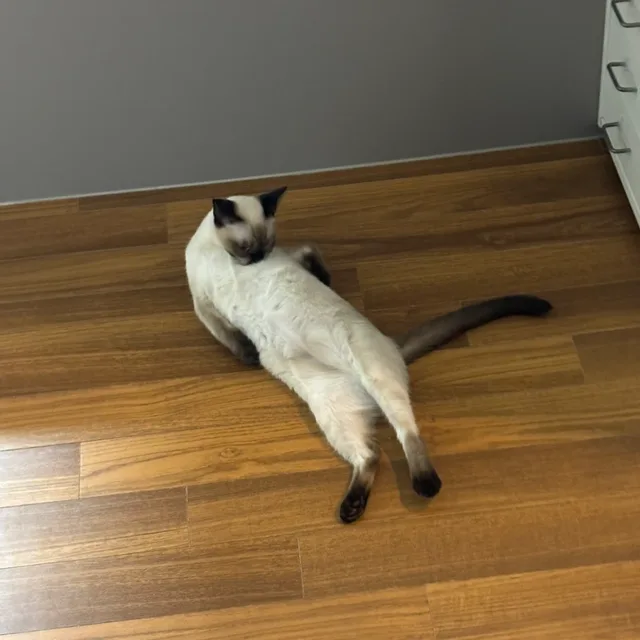 우야