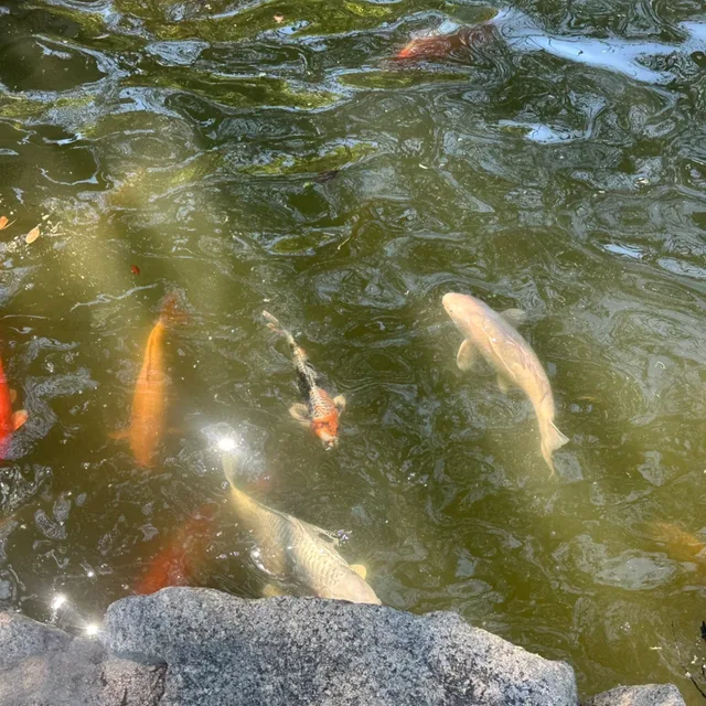 마파두부