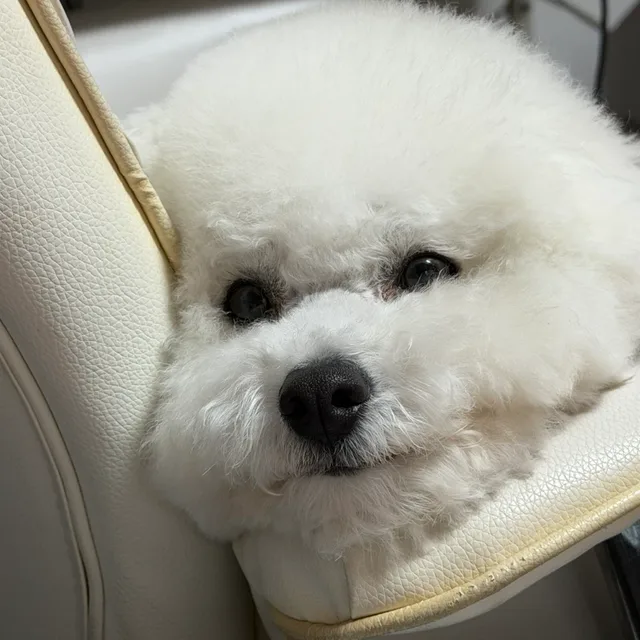 아둥이