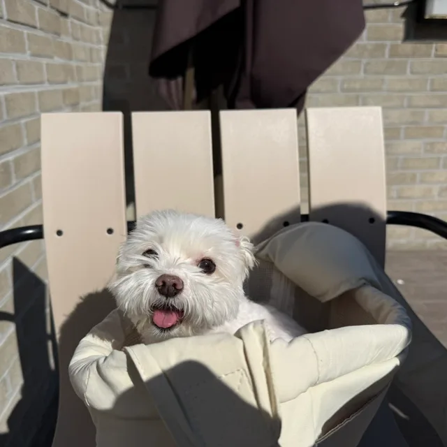 삐보