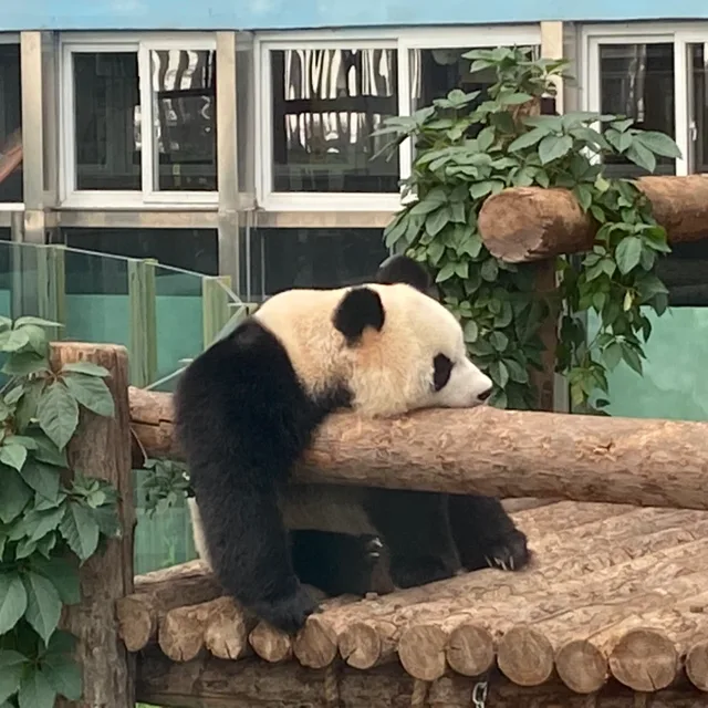 마구시우