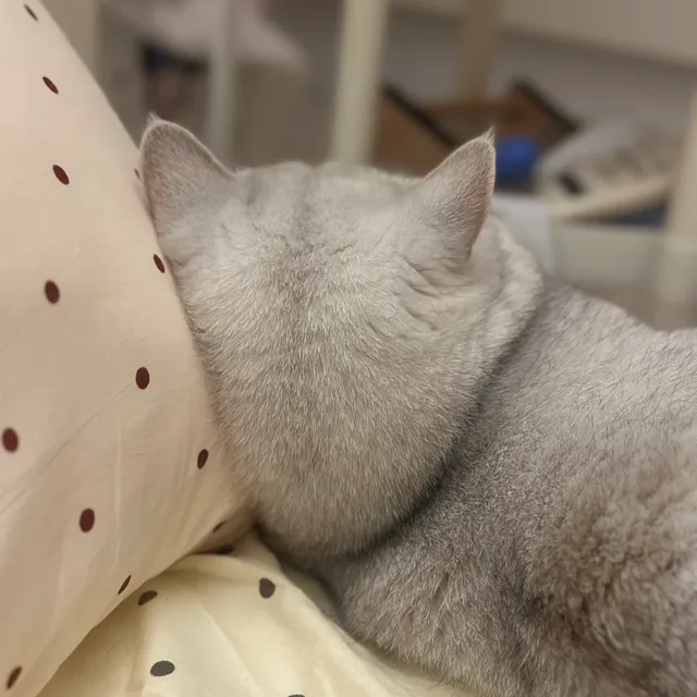 야옹모짜네